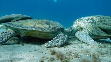 Big Green turtle on the reefs of the Red Sea.
Green turtles are the largest of all sea turtles. A typical adult is 3 to 4 feet long and weighs between 300 and 350 pounds.
