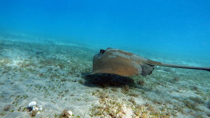 Stingrays - Batoidea  Taeniura lymma. Stingray Family, Spotted Stingrays. Taeniura lymma. © Vitalii6447