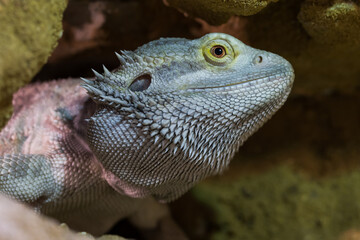 Agama australian - Pogona vitticeps - another name Agama bearded lizard in a terrarium.