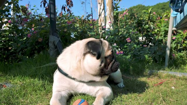 The dog lies on the grass and licks its lips. 4k footage UHD 3840x2160 