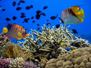 Coral reef underwater with school of colorful tropical fish