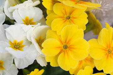 Naklejka na ściany i meble Beautiful blooming primroses in sunny March