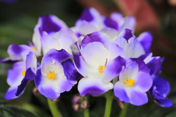 Beautiful blooming African violet in sunny March