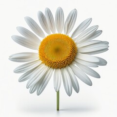 Chamomile flower or White Daisy isolated on white background. Fresh and organic. Generative AI.