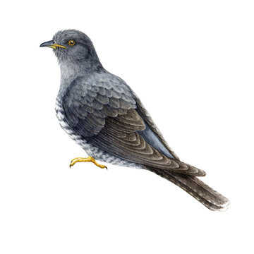 Cuckoo bird single element. Watercolor illustration. Hand drawn realistic forest wildlife bird. Common cuckoo detailed portrait. European native forest avian.