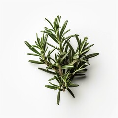 Isolated minimalistic image of a rosemary plant on white background Generative AI