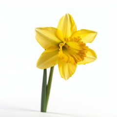 Isolated minimalistic image of a daffodil on white background Generative AI