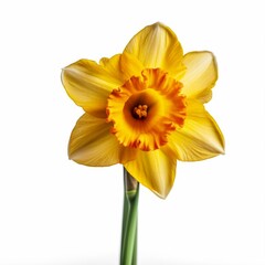 Isolated minimalistic image of a daffodil on white background Generative AI