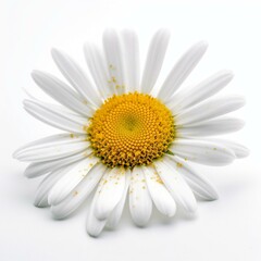 Fototapeta premium Isolated minimalistic image of a daisy on white background Generative AI