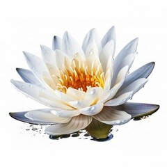 Isolated minimalistic image of a water lily on white background Generative AI