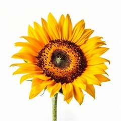 Isolated minimalistic image of a sunflower on white background Generative AI