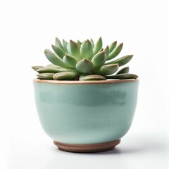 Isolated minimalistic image of a succulent pot on white background Generative AI