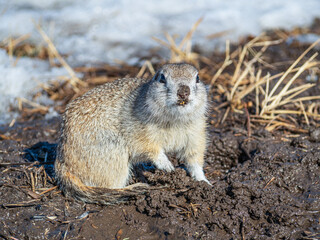 Gopher on the snow in winter-colored fur. Rodents right after winter hibernation.