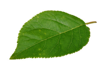 Plum leaf