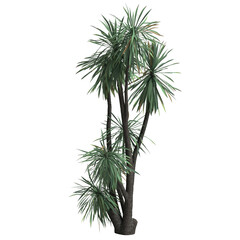 3d illustration of yucca schottii tree isolated on transparent background