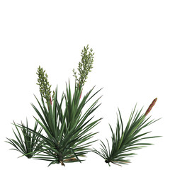 3d illustration of yucca flaccida isolated on transparrent background