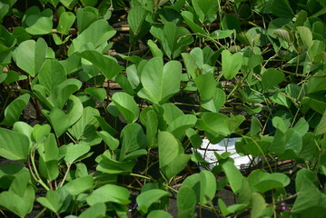 Ipomoea pes caprae, also known as bayhops, beach morning glory or goat's foot, is a common pantropical creeping vine belonging to the family Convolvulaceae.