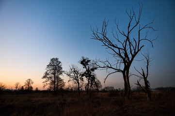 Contrasting silhouettes of trees against the sky after sunset.