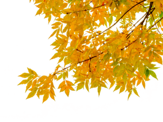Branch Of Maple Tree PNG. autumn leaves isolated on white