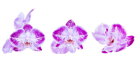 Set of three orchid flowers in PNG isolated on transparent background