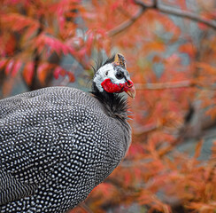 the ultimate picture of pheasant in the grass 