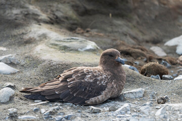 Southern Great Skua on the beach