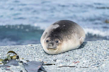 Elephant seal