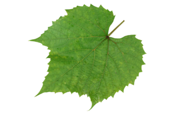 Green grape leaf