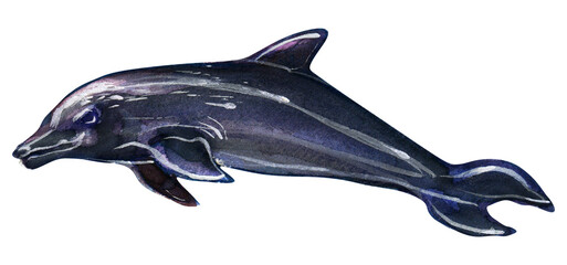 Little dolphin. Undersea world. Watercolor drawing.
