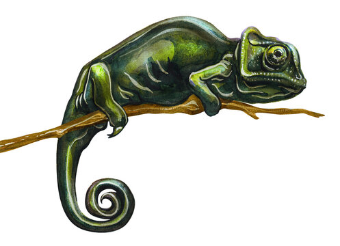 Drawing of a green chameleon with a rounded tail sitting on a branch. Watercolor drawing of reptiles.
