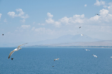 seagulls flying over the sea, lake between maountains and blue sky 