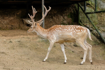 deer in the zoo
