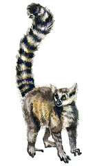 Drawing of a lemur with a long tail. Exotic animals of Madagascar. Watercolor drawing.  © Viktoriia