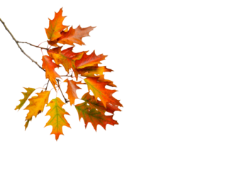 Branch OF Tree,  PNG , autumn leaves isolated on white