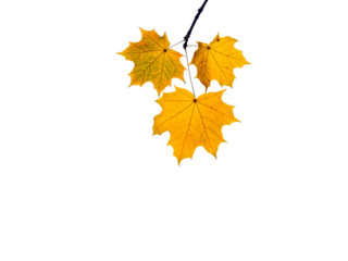yellow maple leaves on branch, autumn foliage, gold fall leaf, botanical nature element, isolated white background, png cutout, seasonal tree plant, organic forest decor