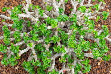Adenium obesum flowers. Green leaves