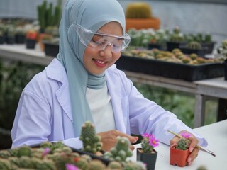 The beautiful muslim botanist prepare for propagation of the cactus in the green house closed room