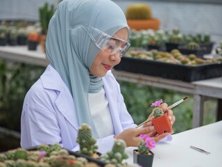 The beautiful muslim botanist prepare for propagation of the cactus in the green house closed room
