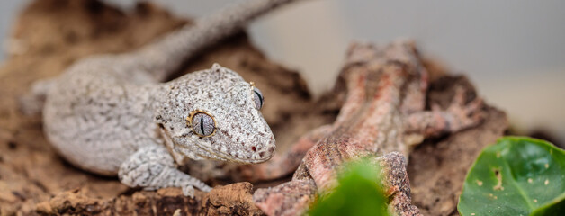 spotted white eublefar in the terrarium. close-up. macro.