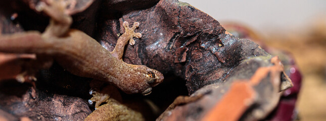 gecko in the terrarium. close-up. macro.