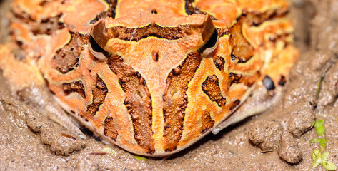 frog slingshot in the terrarium. close-up. macro.