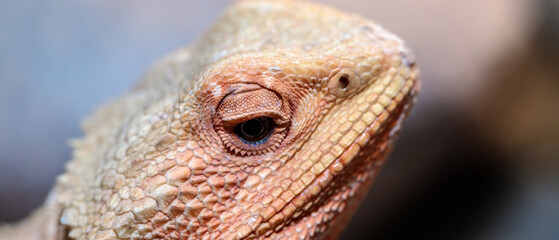 bearded dragon in a terrarium. close-up. macro.