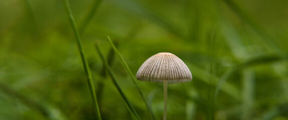MUSHROOMS - Autumn meadow life landscape