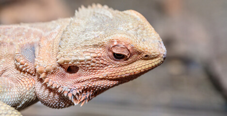 bearded dragon in a terrarium. close-up. macro.