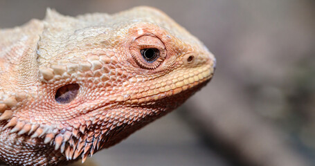 bearded dragon in a terrarium. close-up. macro.