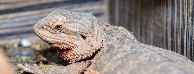 bearded dragon in a terrarium. close-up. macro.