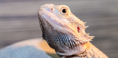 bearded dragon in a terrarium. close-up. macro.