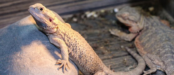 bearded dragon in a terrarium. close-up. macro.