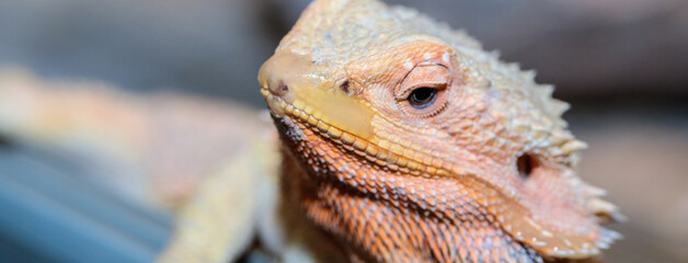 bearded dragon in a terrarium. close-up. macro.