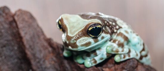 frog harlequin tree frog in the terrarium. close-up. macro.